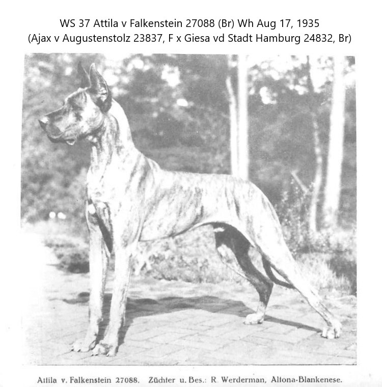 Attila v Falkenstein